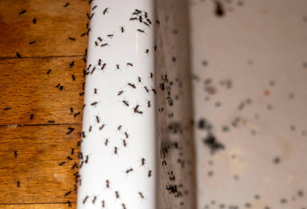Best Best Pest Control Near Me  in Sea Breeze, NC